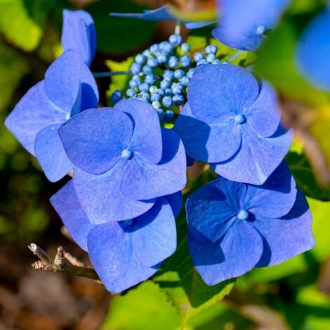 Pépinières Naudet – Hortensia Macrophylle 'Blaumeise' – Arbuste caduc 1-2m – Couleur de fleur bleue – Exposition ensoleillée – Rusticité jusqu'à -15°C