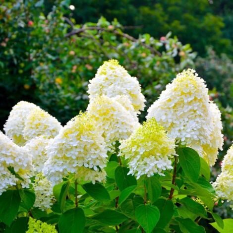 Pépinières Naudet – Hortensia Paniculé 'Bobo' – Plante vivace fleurie – Hauteur à maturité 1-2m – Exposition soleil à mi-ombre – Floraison blanche estivale