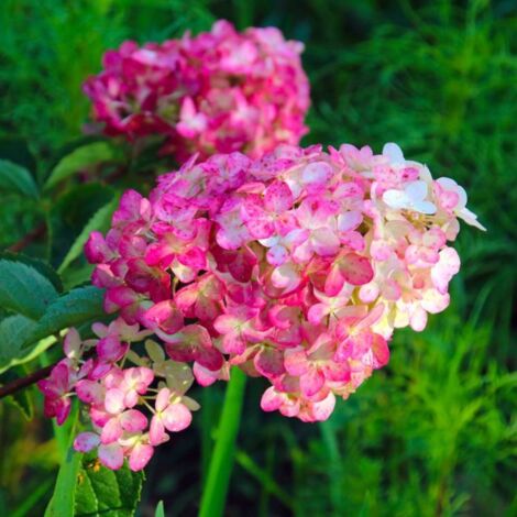 Pépinières Naudet – Hortensia Paniculé Fraise Melba® 'Renba' – Fleurs roses en panicules – Hauteur 1 à 2 m – Rustique jusqu'à -18°C – Adapté à la culture en pot