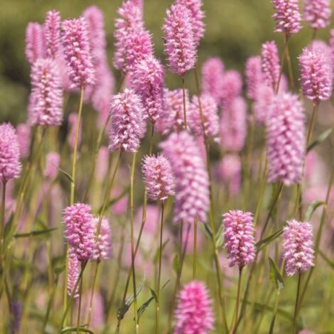 Pépinières Naudet – Lavande Rose – Lavandula angustifolia 'Rosea' – Floraison rose lilas parfumée – Résistante jusqu'à -15°C – Plante persistante pour massifs