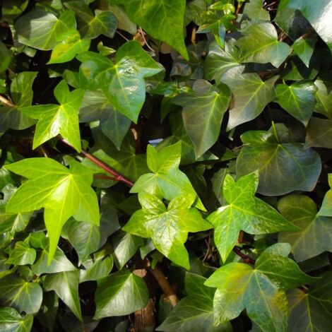 Pépinières Naudet – Lierre des bois – Feuillage persistant vert foncé – Hauteur à maturité 20m – Fleurs vert-jaune en automne – Résistance jusqu'à -15°C