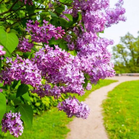 Pépinières Naudet – Lilas commun 'Belle de Nancy' – Arbuste caduc parfumé – Fleurs semi-doubles roses mauves – Hauteur à maturité 3-5m – Rusticité jusqu'à -15°C