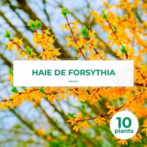 Pépinières Naudet – Lot de 10 forsythias – Haie décorative – Hauteur 20-40 cm – Exposition soleil – Rusticité -12°C à -18°C – Floraison jaune au printemps