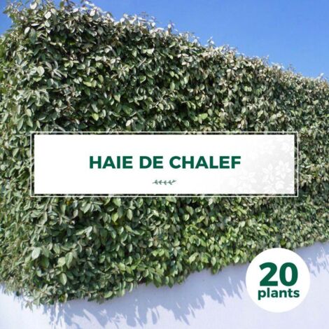 Pépinières Naudet – Lot de 20 Elaeagnus ebbingei – Haie de chalef persistante – Hauteur 20-40 cm – Exposition soleil – Rusticité -12°C à -18°C