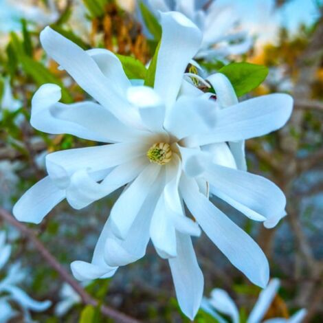 Pépinières Naudet – Magnolia étoilé – Arbuste caduc 15-40 cm – Fleurs blanches parfumées – Mi-ombre – Rusticité -12°C à -18°C – Hauteur à maturité 1-2 m