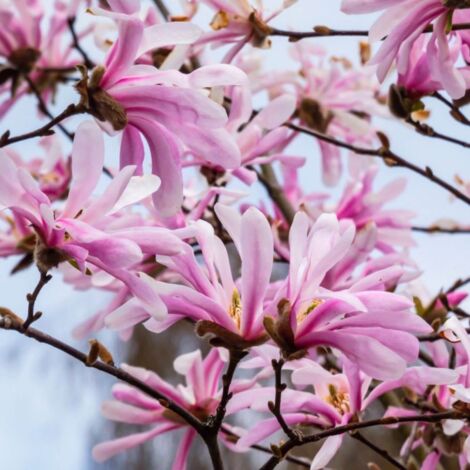 Pépinières Naudet – Magnolia étoilé 'Rosea' – Arbuste caduc – Fleurs roses étoilées au printemps – Hauteur à maturité 3-5m – Rusticité jusqu'à -15°C