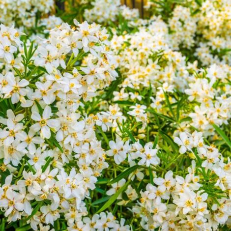 Pépinières Naudet – Oranger du Mexique – Arbuste touffu 2m à 3m – Feuillage persistant vert – Floraison blanche mellifère d'avril à mai – Résistance jusqu'à -15°C