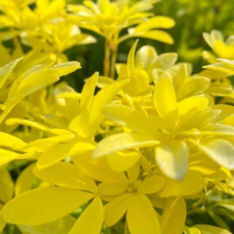 Pépinières Naudet – Oranger du Mexique 'Sundance' – Arbuste décoratif persistant jaune – Hauteur à maturité 1 à 2 m – Exposition mi-ombre – Floraison blanche au printemps