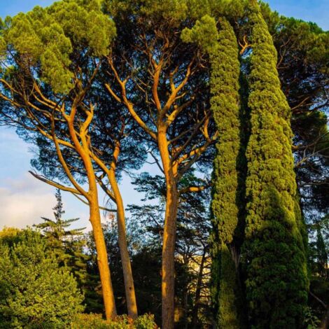 Pépinières Naudet – Pin parasol (Pinus pinea) – Conifère résistant aux sols secs – Tronc élancé et houppier arrondi – Pignons comestibles pour cuisine