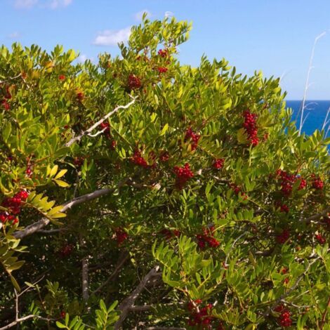 Pépinières Naudet – Pistachier lentisque – Arbre fruitier de 2m à 3m – Feuillage persistant vert rouge – Floraison rouge au printemps – Résistant jusqu'à -15°C