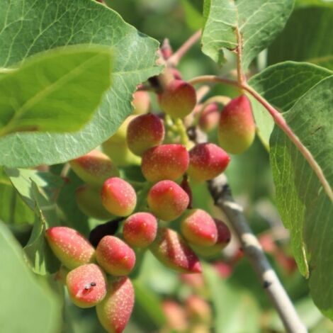 Pépinières Naudet – Pistachier térébinthe – Arbuste décoratif 2 à 3 m – Exposition soleil – Feuillage caduc – Floraison rouge au printemps