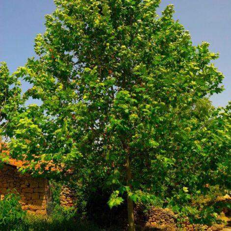 Pépinières Naudet – Platane à feuilles d'érable – Arbre caduc avec feuillage doré – Hauteur à maturité 20m – Écorce décorative – Résistant à la pollution