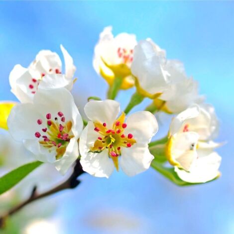 Pépinières Naudet – Poirier sauvage (Pyrus communis) – Arbre fruitier rustique – Hauteur à maturité 6m – Exposition ensoleillée – Floraison blanche mellifère