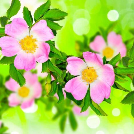 Pépinières Naudet – Rosier des chiens (Rosa canina) – Hauteur 2m-3m – Exposition ensoleillée – Fleurs roses mellifères – Rusticité jusqu'à -15°C