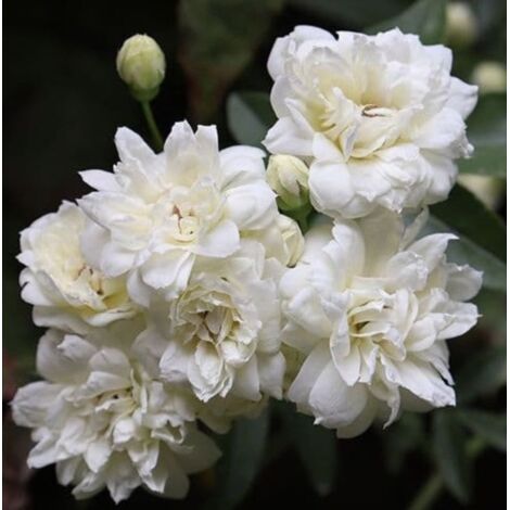 Pépinières Naudet – Rosier grimpant de Banks double blanc – Plante vivace fleurie – Fleurs blanches parfumées – Exposition ensoleillée – Hauteur à maturité 3m