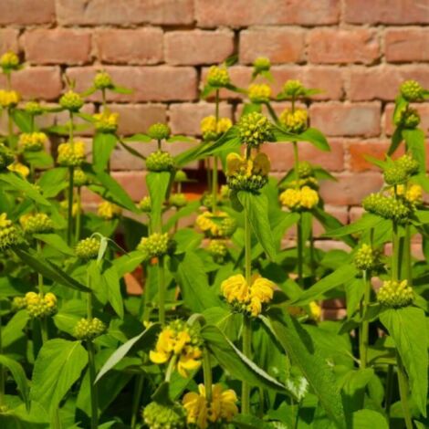 Pépinières Naudet – Sauge de Jérusalem – Arbuste persistant jusqu'à 1m – Fleurs jaune d'or de 2 à 3 cm – Exposition ensoleillée – Feuillage gris-vert laineux