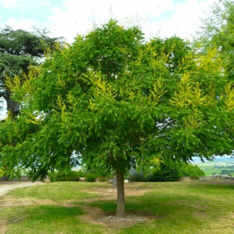 Pépinières Naudet – Savonnier (Koelreuteria paniculata) – Petit arbre étalé à fleurs jaunes – Hauteur 15-40 cm – Croissance rapide pour ombre dans grands jardins