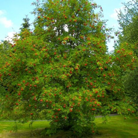 Pépinières Naudet – Sorbier des oiseleurs (Sorbus aucuparia) – Arbre fruitier à floraison blanche – Fruits rouges décoratifs – Croissance rapide et adaptabilité