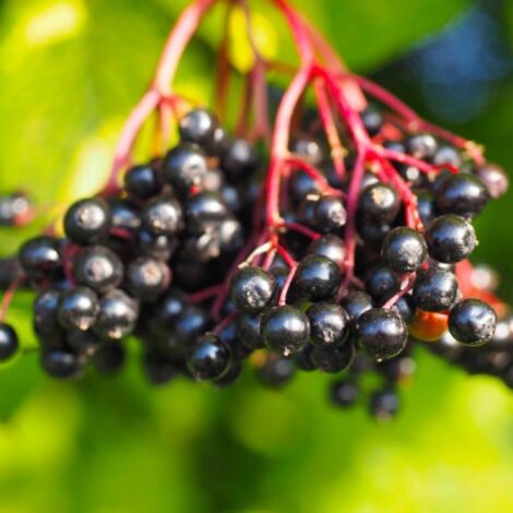 Pépinières Naudet – Sureau noir (Sambucus nigra) – Arbuste buissonnant 15-40 cm – Exposition soleil – Période de floraison été – Fruits comestibles