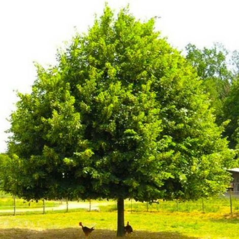 Pépinières Naudet – Tilleul à petites feuilles – Arbre feuillu en forme de cœur – Hauteur à maturité 20m – Floraison parfumée – Attire abeilles et papillons