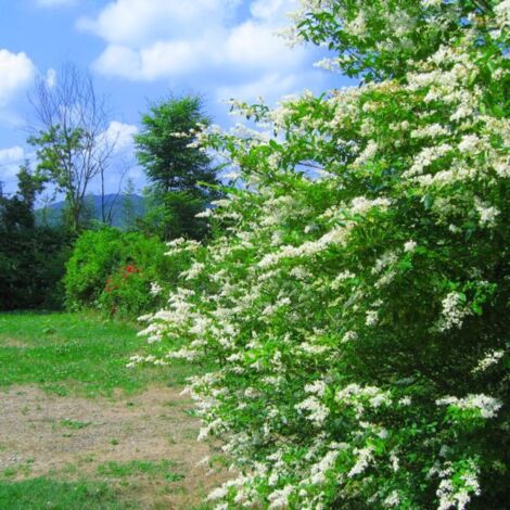 Pépinières Naudet – Troène commun (Ligustrum vulgare) – Arbuste érigé – Hauteur à maturité 3-5m – Floraison blanche parfumée en été