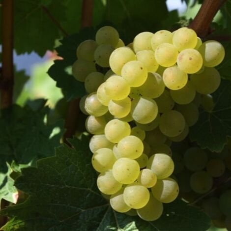 Pépinières Naudet – Vigne 'Italia blanc' – Raisin blanc jaunâtre sucré et acidulé – Rusticité jusqu'à -15°C – Productivité 10 kg par pied