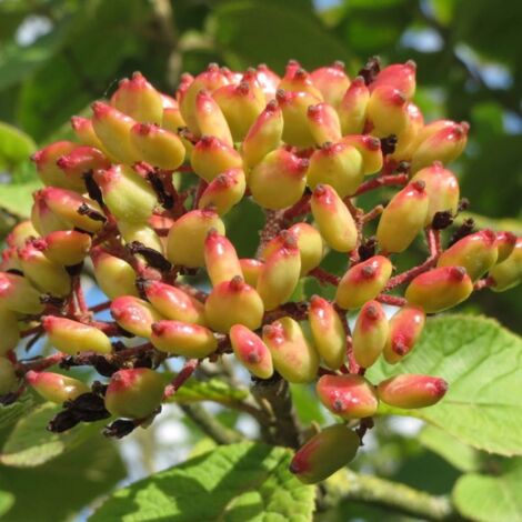Pépinières Naudet – Viorne cotonneuse – Arbuste caduc jusqu'à 5m – Fleurs blanches parfumées en mai-juin – Rusticité jusqu'à -15°C