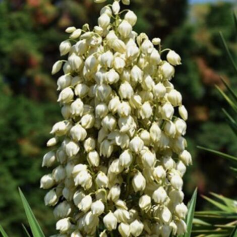 Pépinières Naudet – Yucca filamenteux – Arbuste persistant 1-2m – Fleurs blanches parfumées en été – Résiste jusqu'à -20°C – Exposition ensoleillée