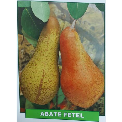Pera Abate Fetel - pianta di 3 anni
