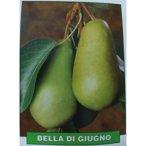 Pera bella di giugno - pianta di 3 anni