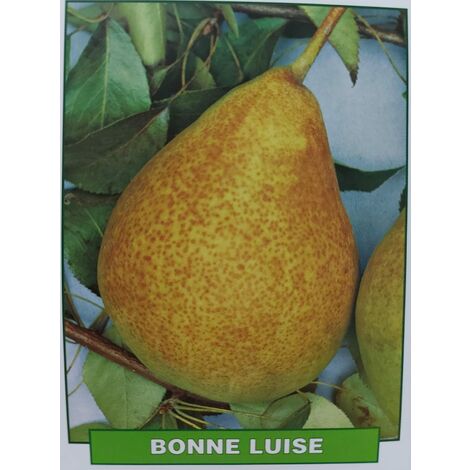 Pera Bonne Luise - pianta di 3 anni