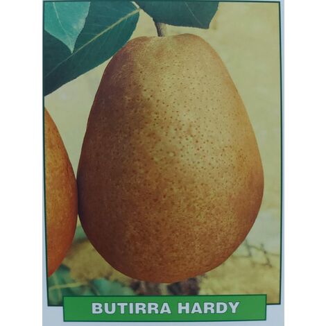 Pera Butirra Hardy - pianta di 3 anni