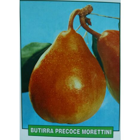Pera Butirra Precoce Morettini - pianta di 3 anni