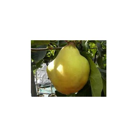 Pera Cotogna (Pianta di 3 anni)