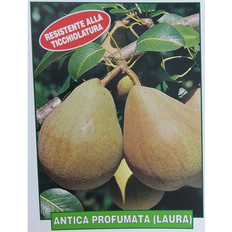 Pera Laura antica profumata - pianta di 3 anni