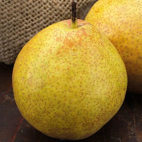 Pera Limone (Pianta di 3 anni)