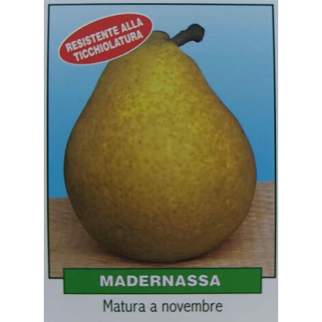 Pera Madernassa - pianta di 3 anni