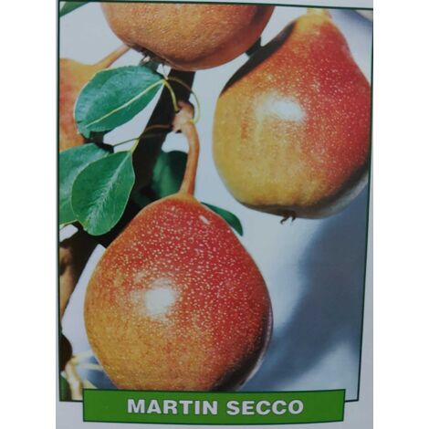 Pera Martin Secco - pianta di 3 anni
