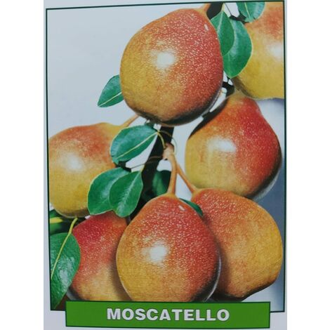 Pera Moscatello - pianta di 3 anni