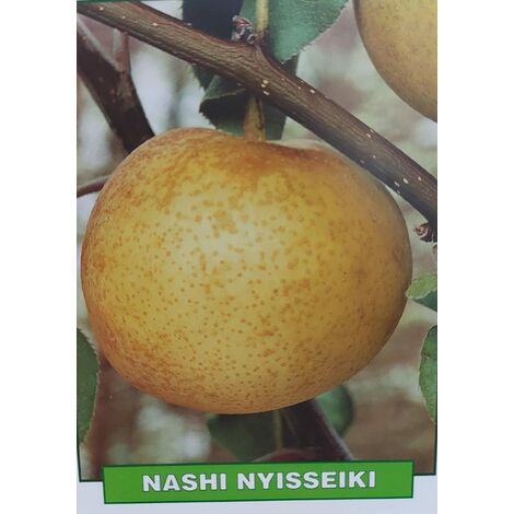 Pera Nashi Nyisseiki - pianta di 3 anni