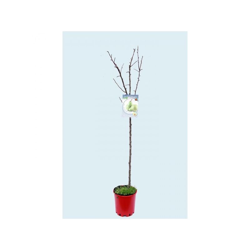 

Peral blanquilla Natural