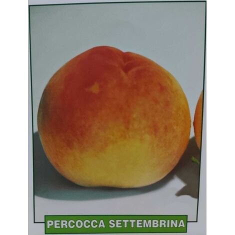 Percocca Settembrina - pianta di 3 anni