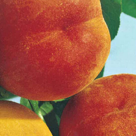 PERCOCO BABY GOLD 7 - Prunus persica-20