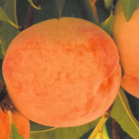 PERCOCO BABY GOLD 9 - Prunus persica-20
