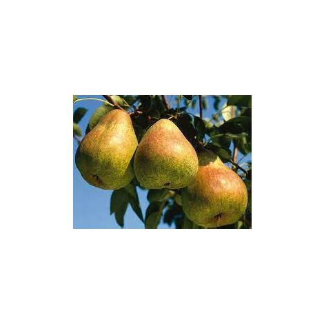Pero Passacrassana - Albero Pianta da frutta frutto Foto Reali