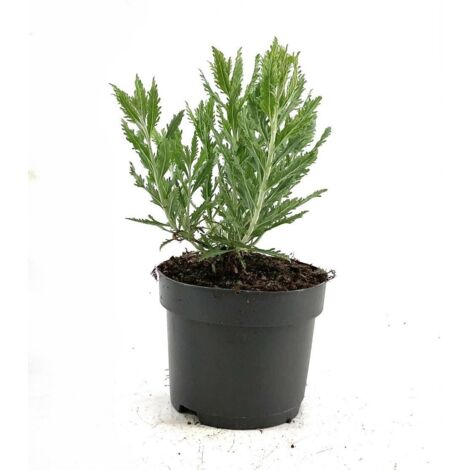 Perovskia Salvia Russa