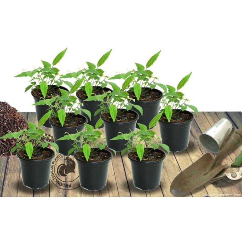 Persicaire affine Kabouter/Lot de 9 godets - Rouge