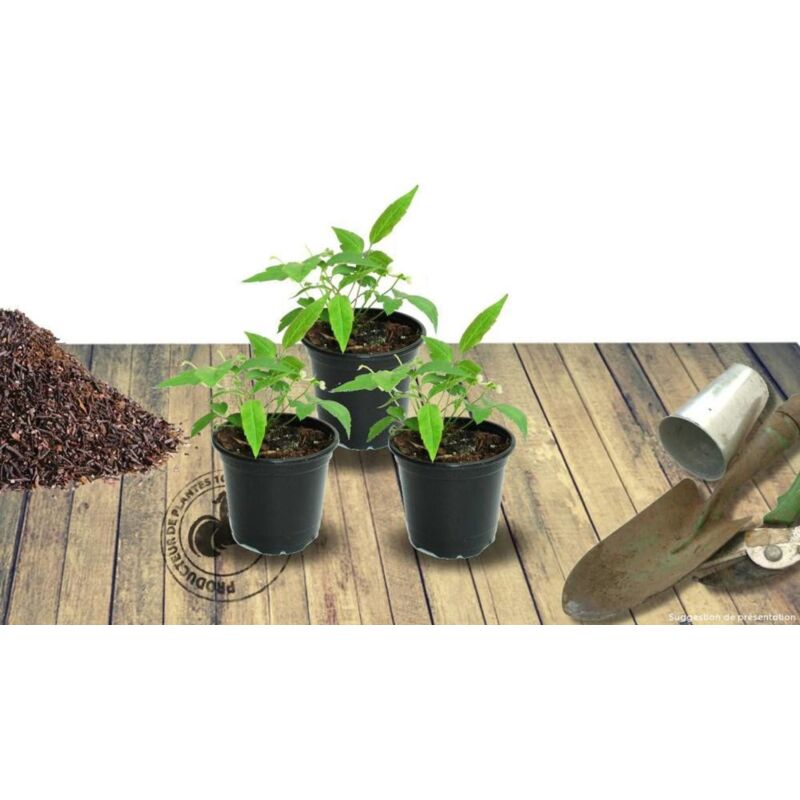 Persicaire amplexicaulis Alba Junior®/Lot de 3 godets