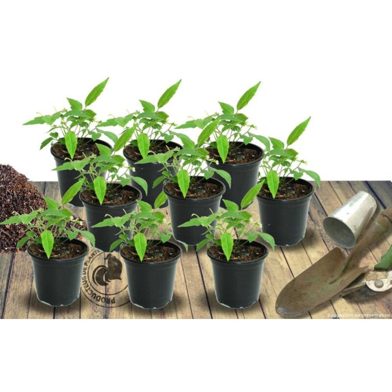 Persicaire amplexicaulis Alba Junior®/Lot de 9 godets