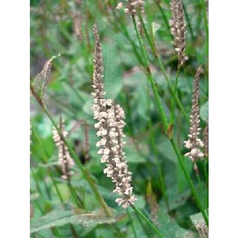 Persicaire, Renouée 'Alba' Godet de 8/9 cm